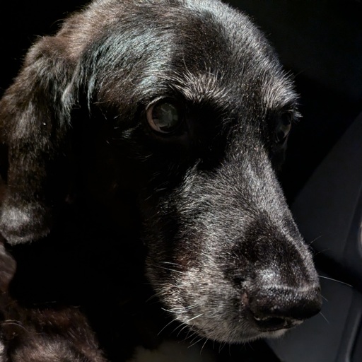 My sweet old dog who will be missed dearly