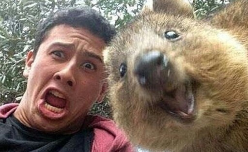 Quokka