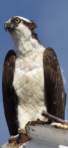 Osprey 