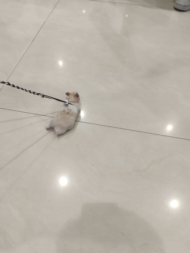A mouse on a bright tiled floor, kept on a leash