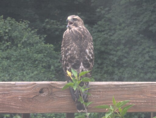 Image of a red shouldered hawk perched on a banister.