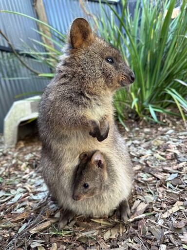 Quokka