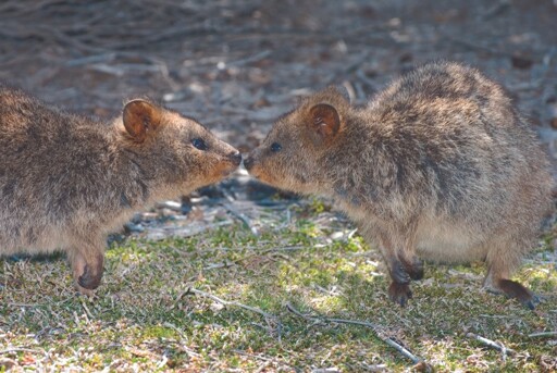Quokka