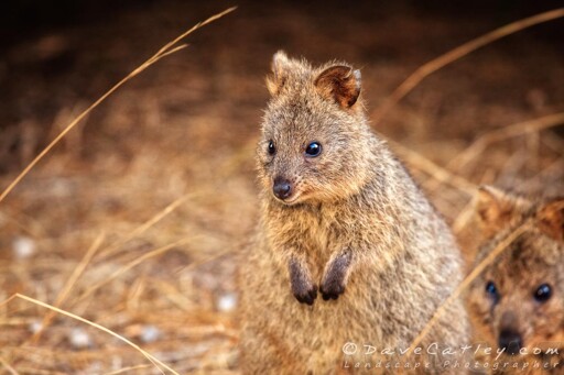 Quokka