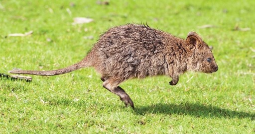 Quokka