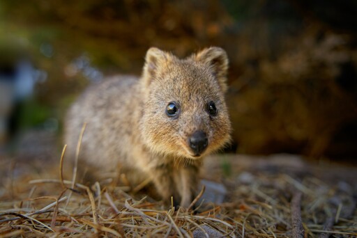 Quokka