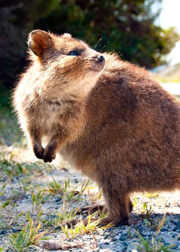 Quokka