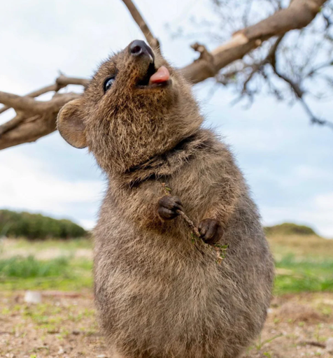 Quokka