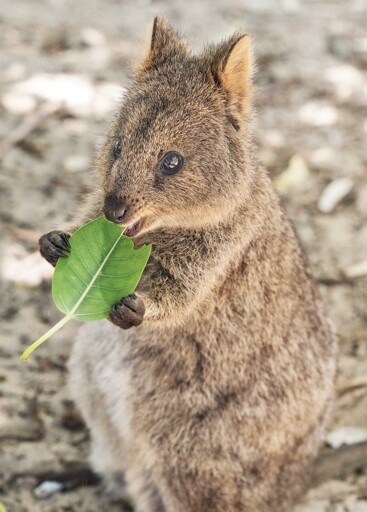 Quokka, Animal, Australia