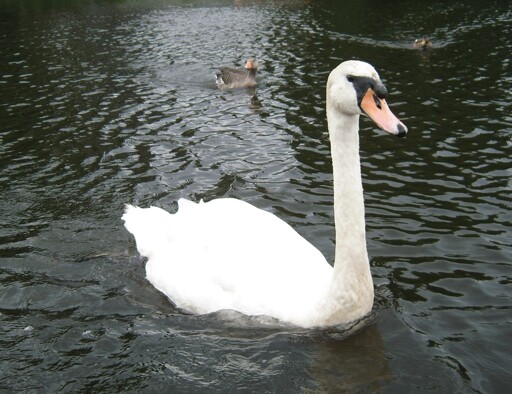 Image of a swan swimming in water. Behind are some ducks.